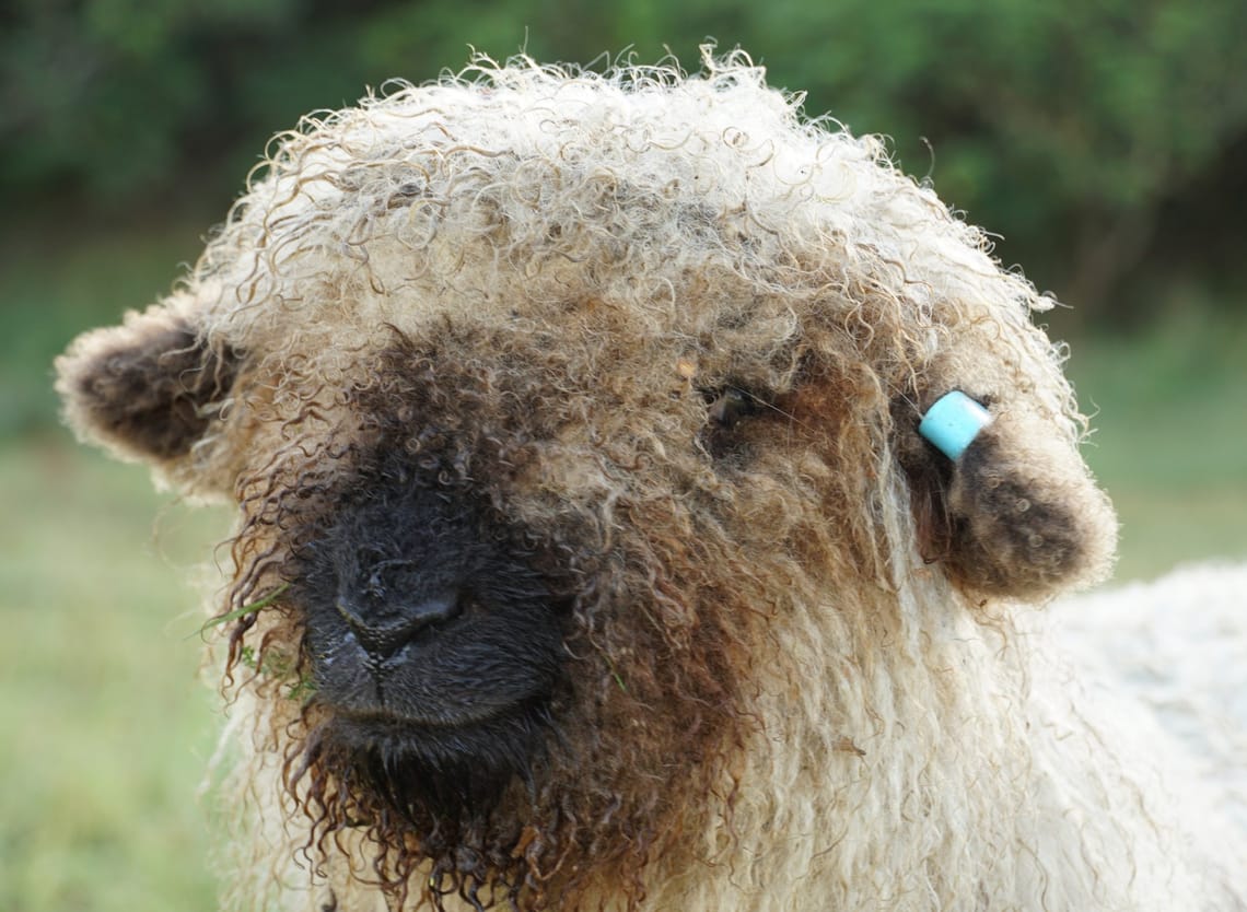 Valais blacknose sheep