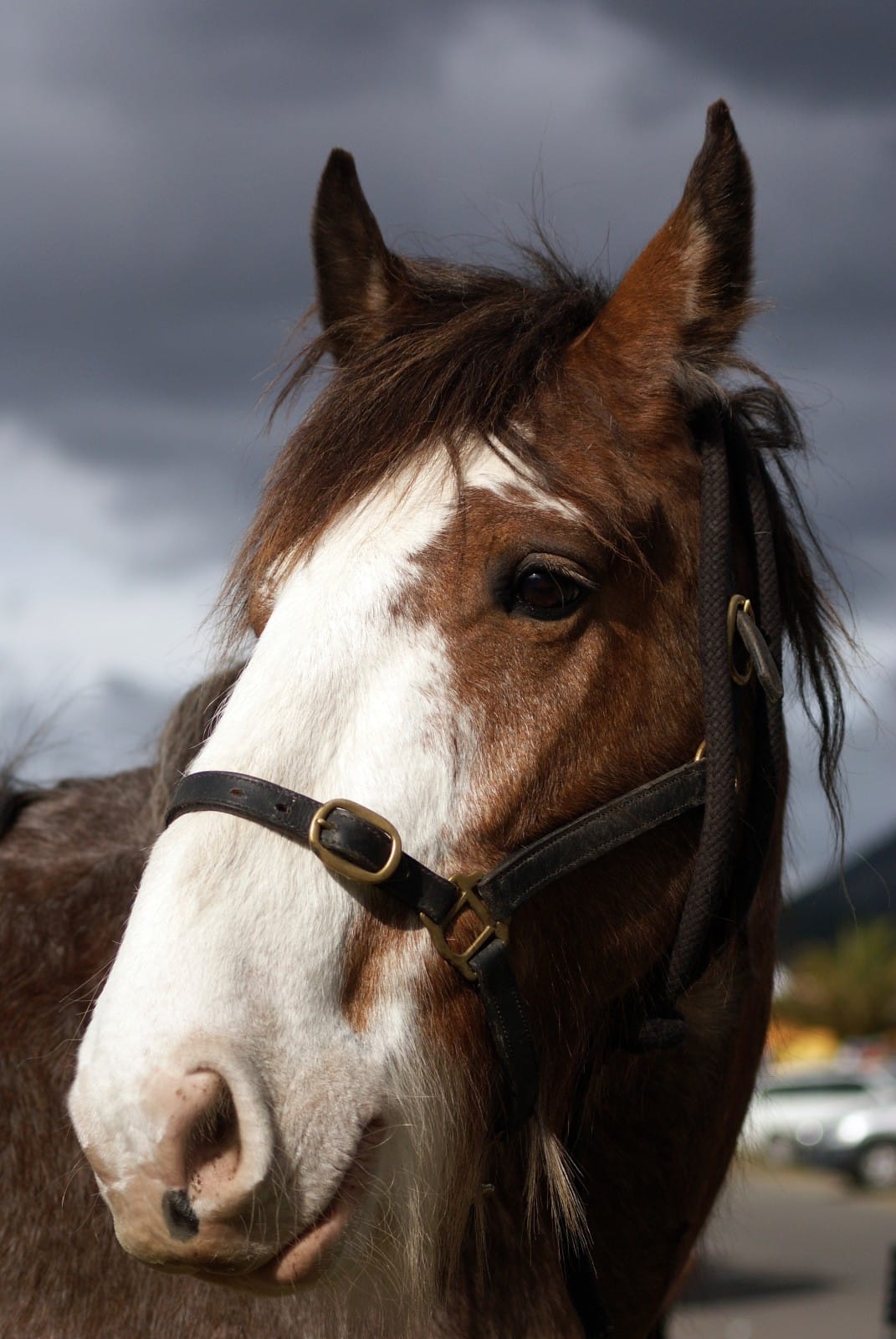 Clydesdale horse