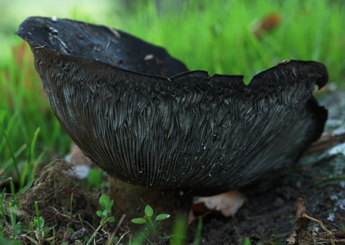 Black mushroom