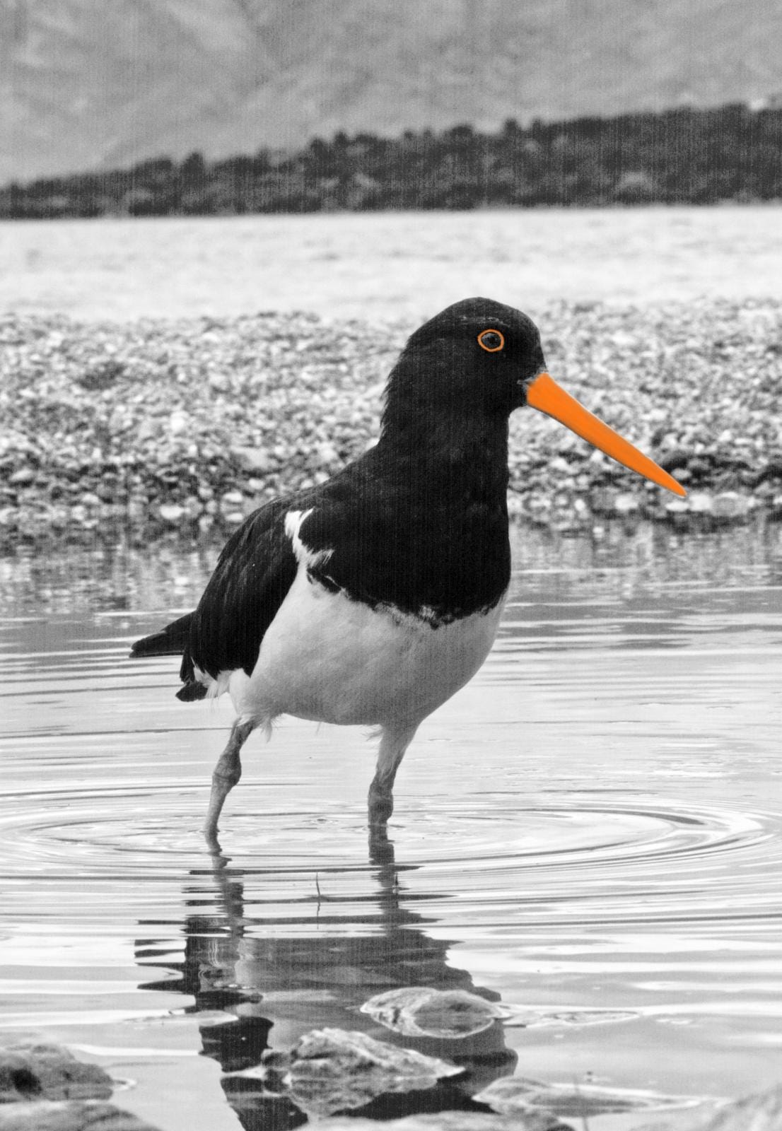 South Island Oyster Catcher