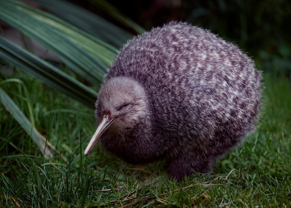 Nocturnal Kiwi Pukupuku