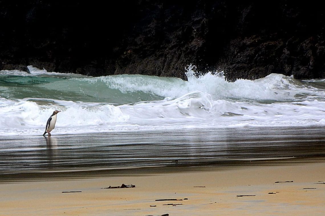 Yellow eyed penguin coming ashore