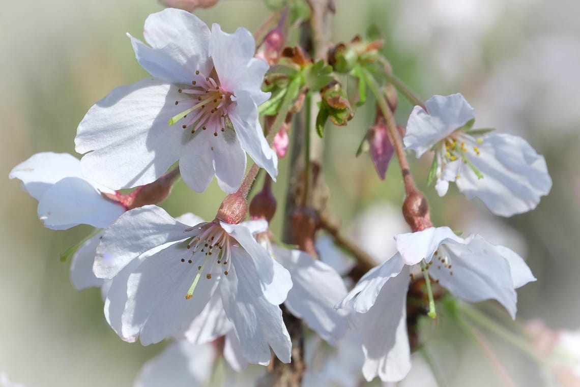 Blossoms