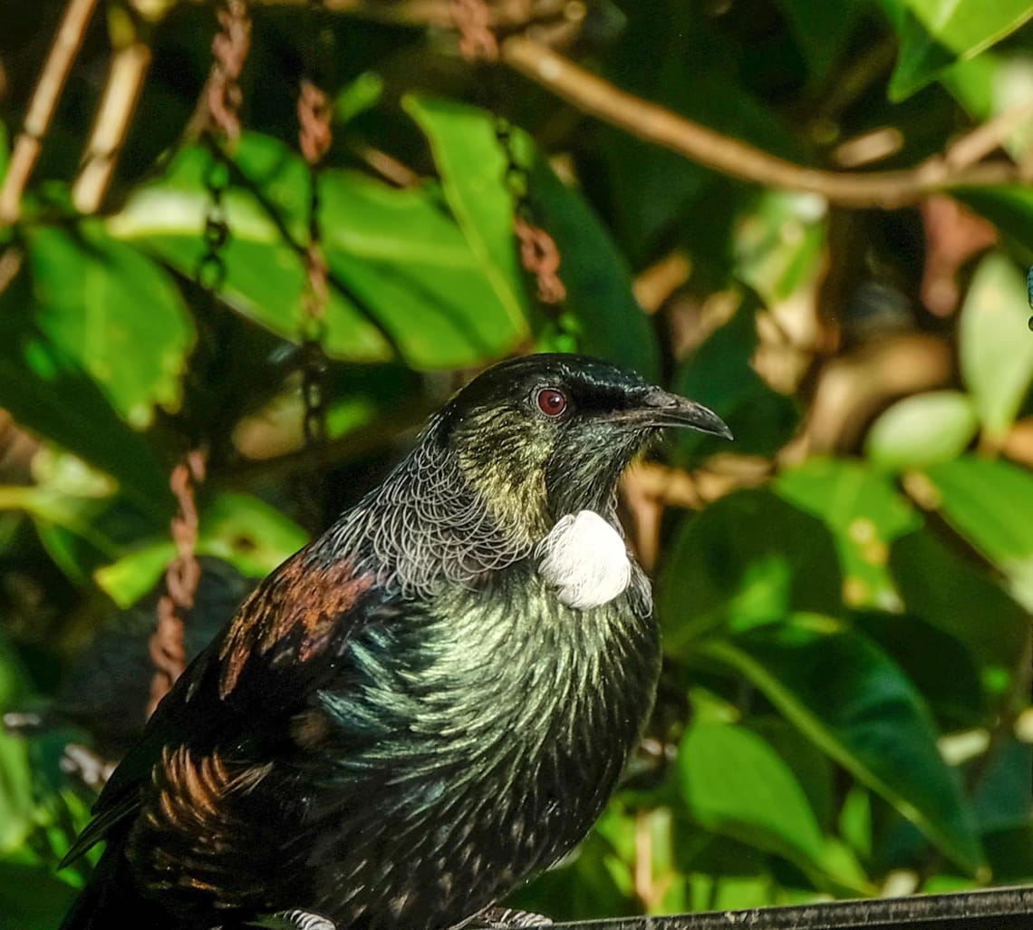 Tui