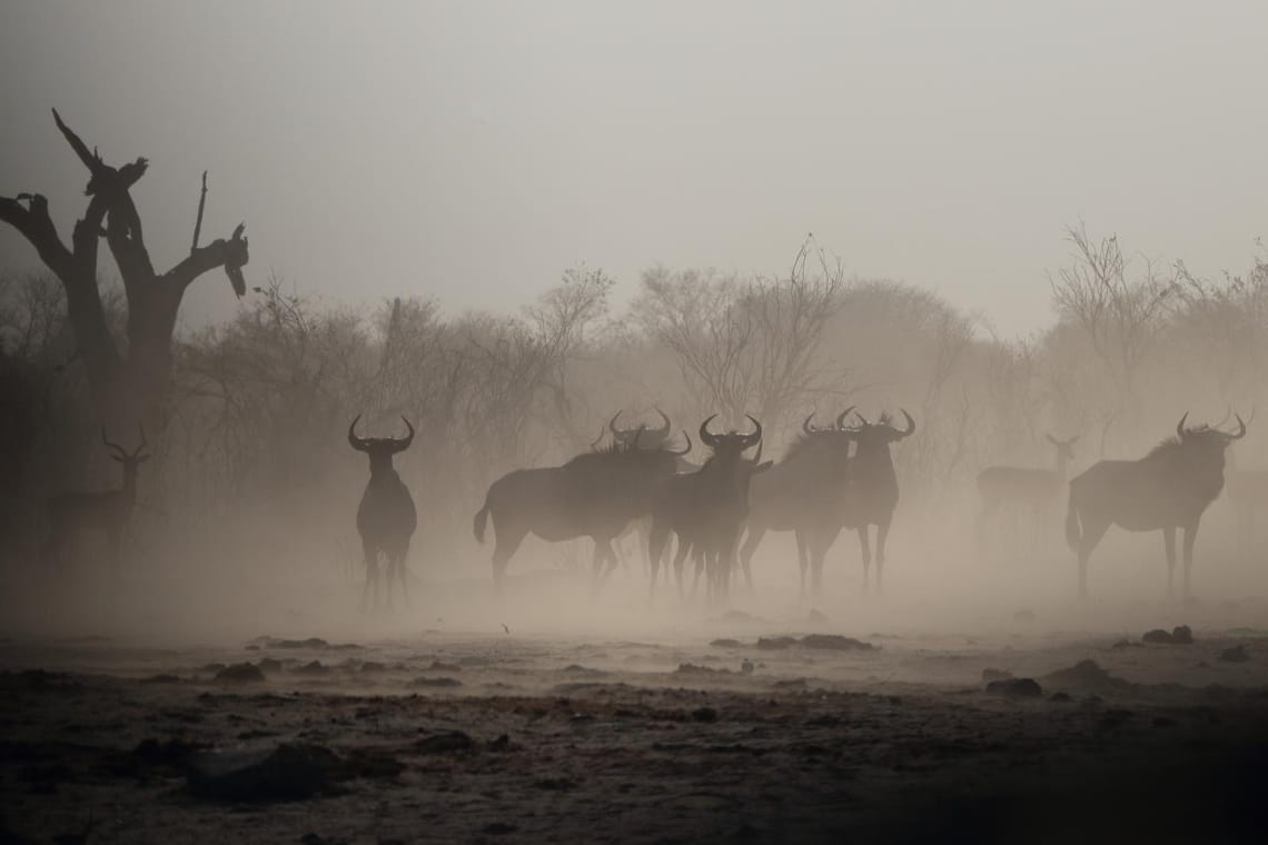 Gnu in dust storm