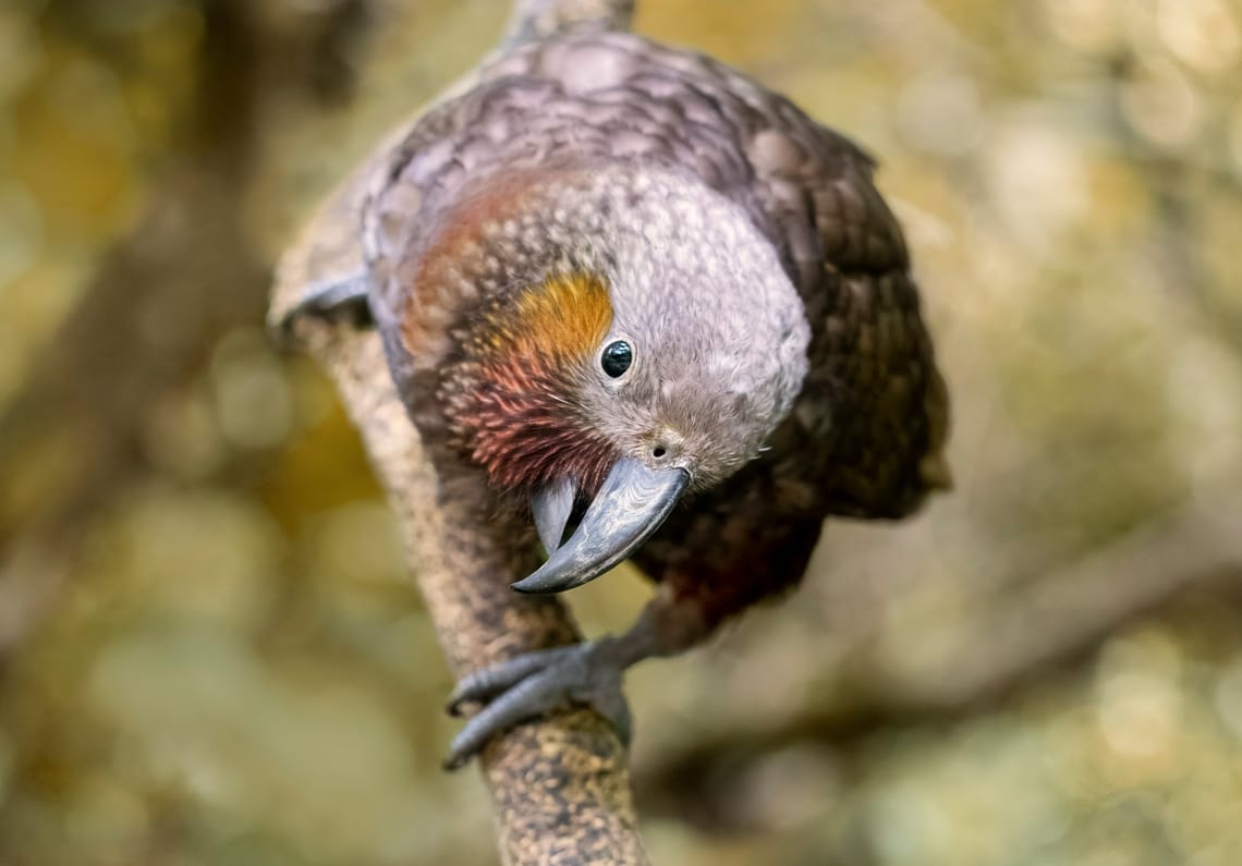 Curious Kākā