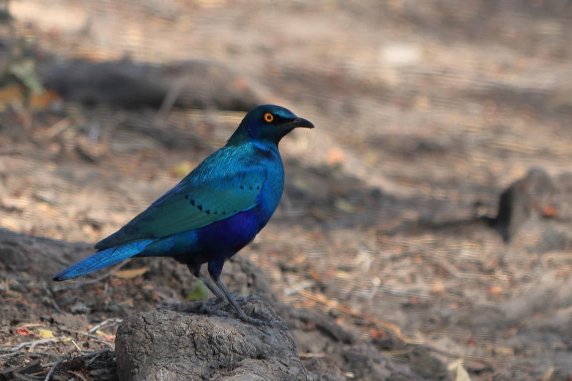 Cape Glossy Starling