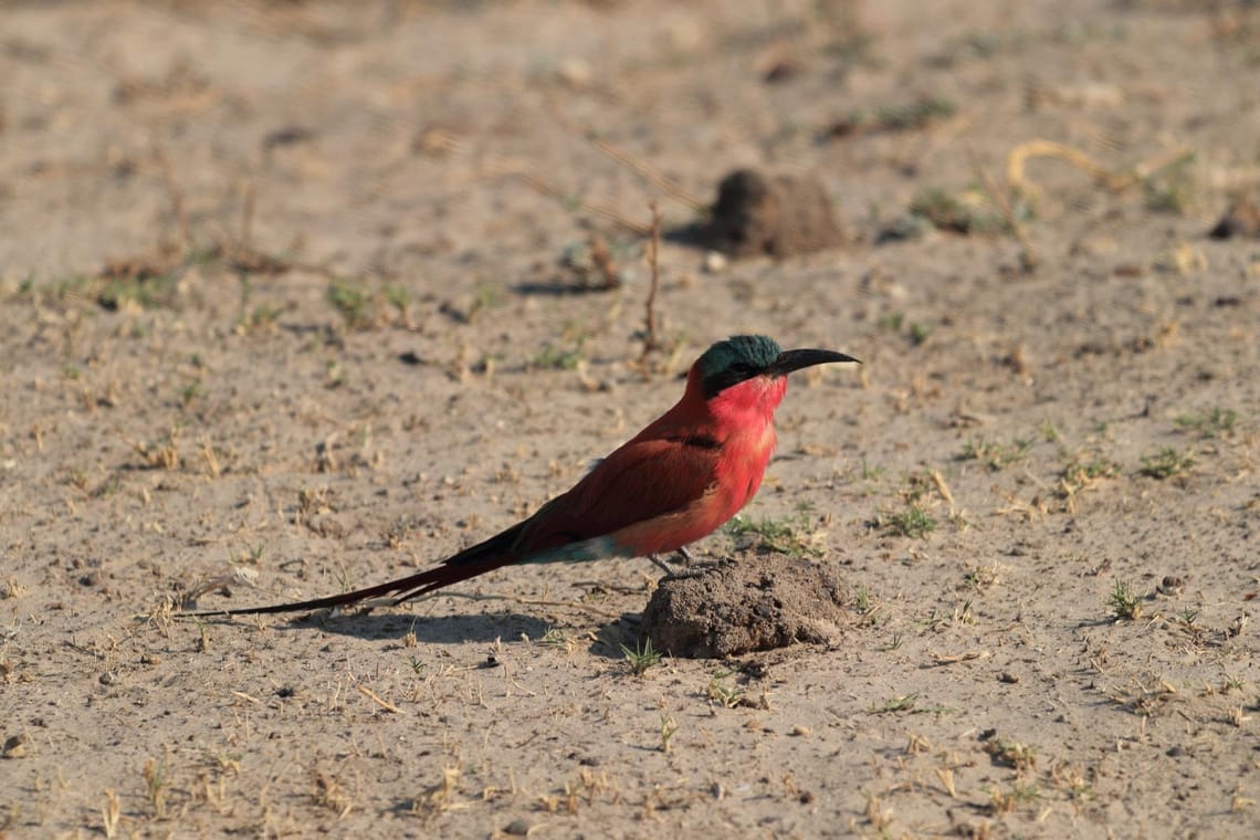 Stunning bird