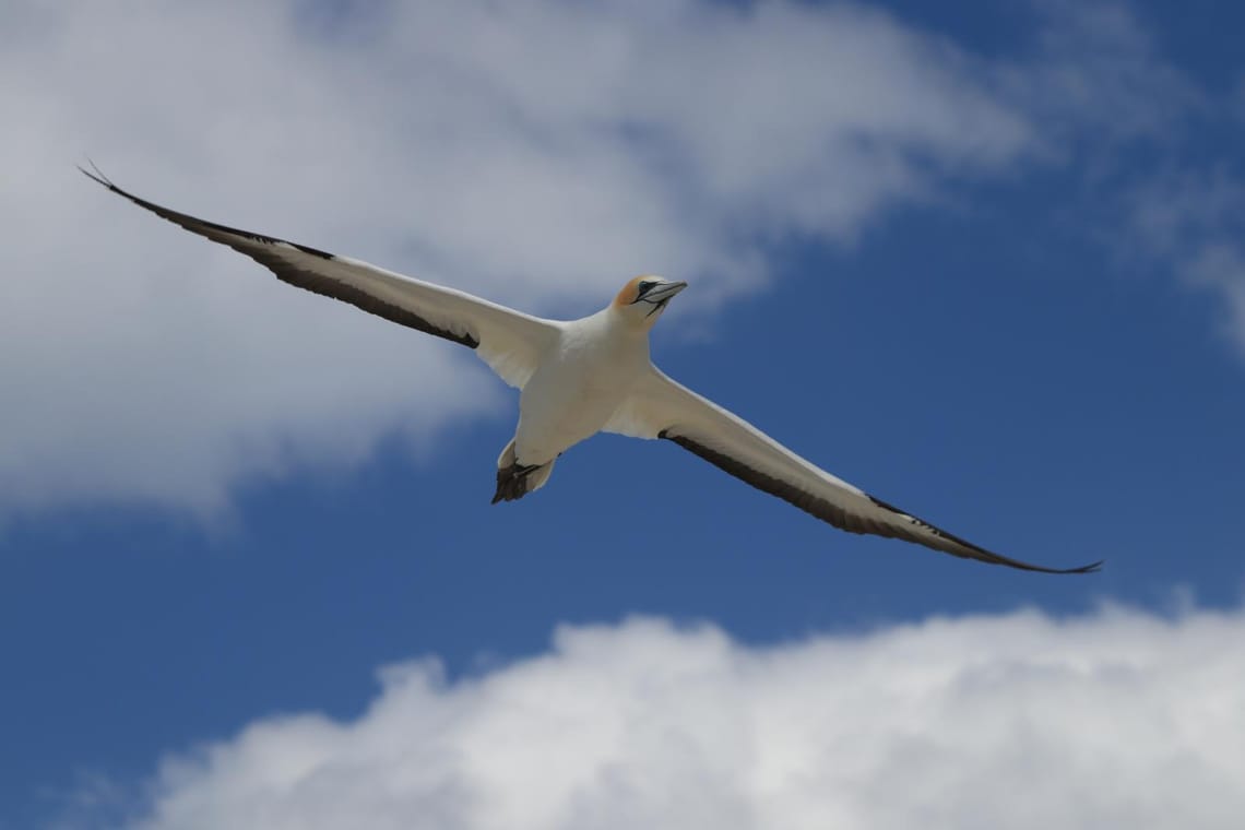 Gannet in flight