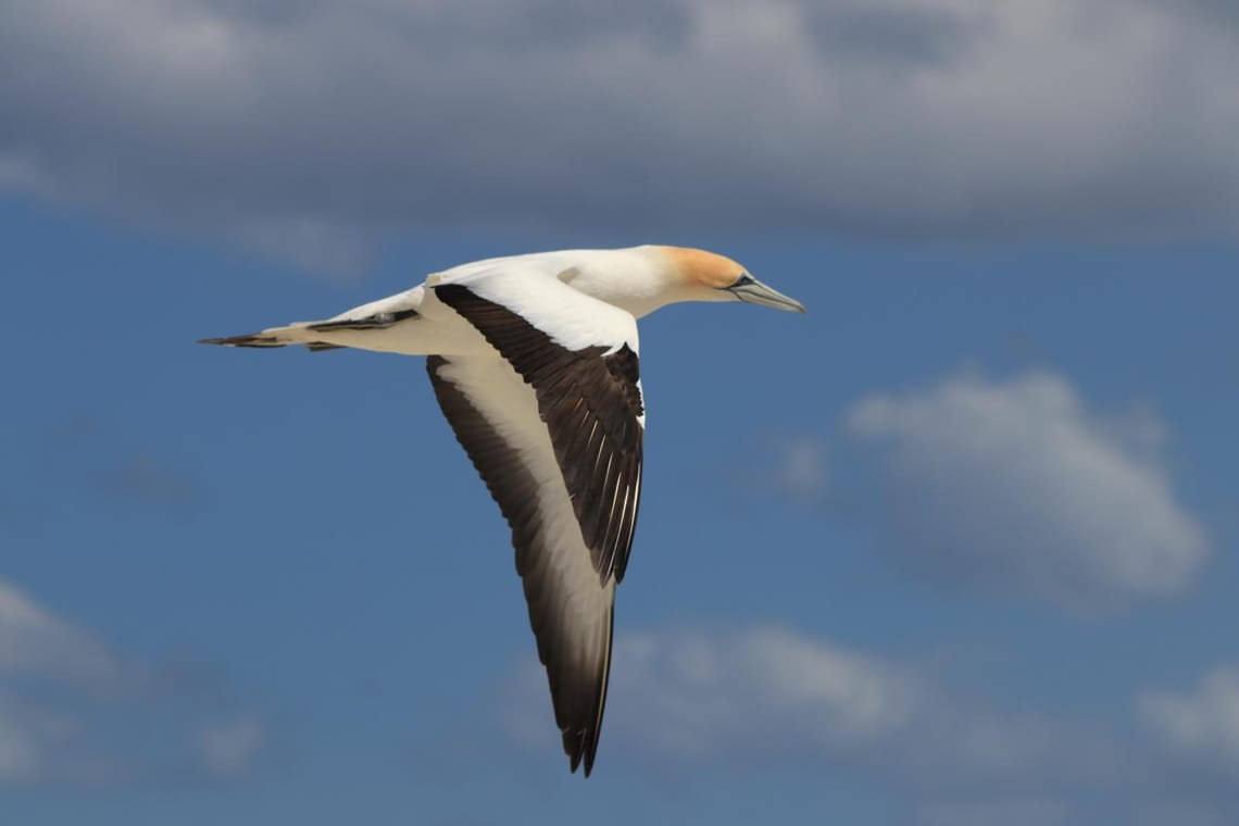 Gannet in flight