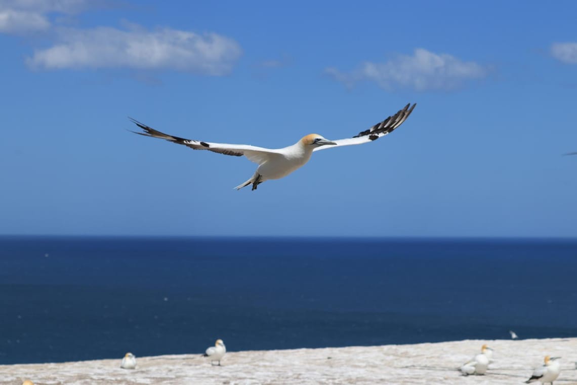 Gannet in flight