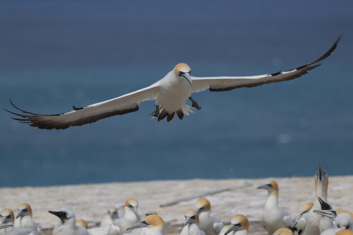 Gannet looking for a parking spot