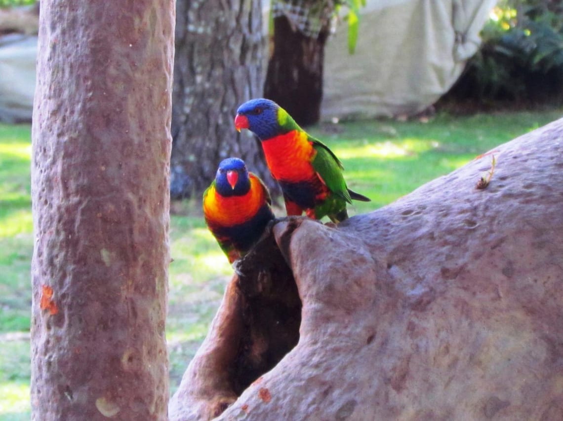 Rainbow Lorikeet Australia