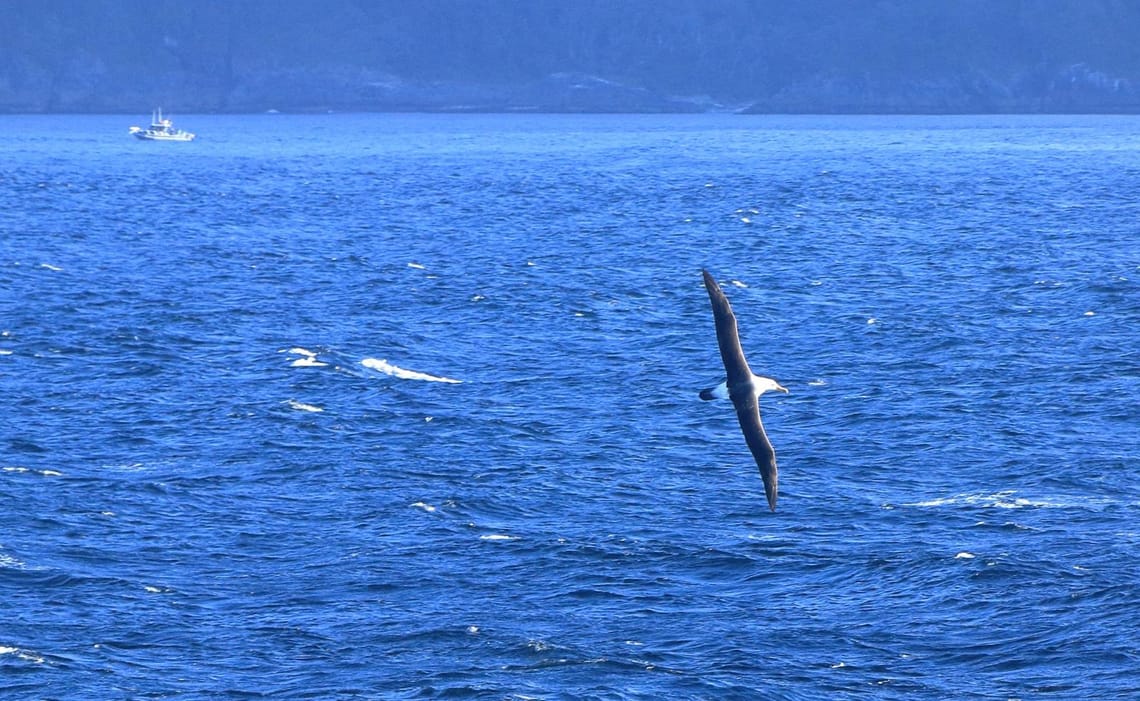 Albatross in Doubtful Sound