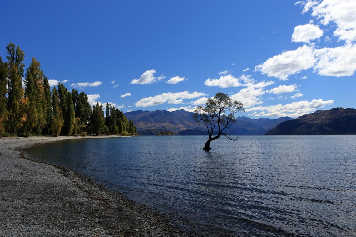 The Famous Wanaka Tree