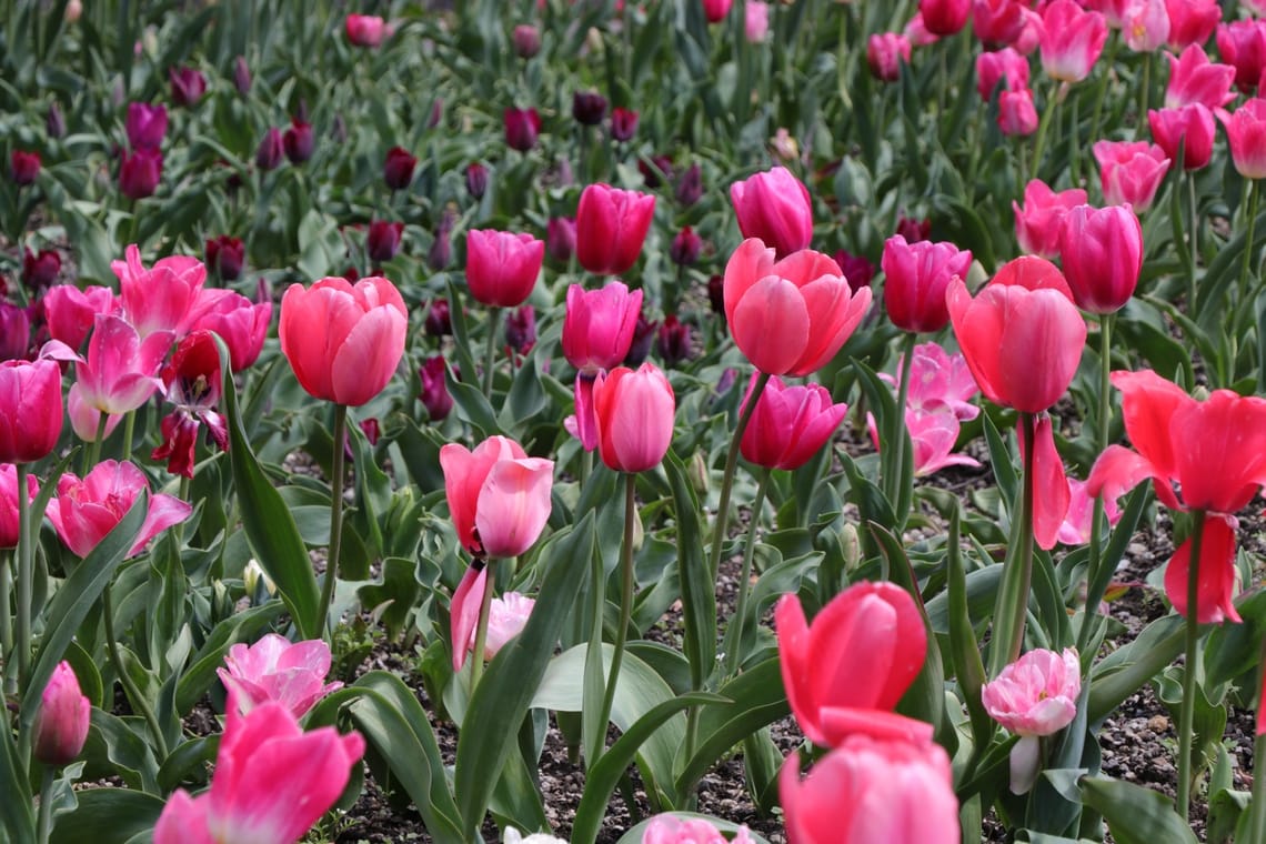 Tulips in Wellington