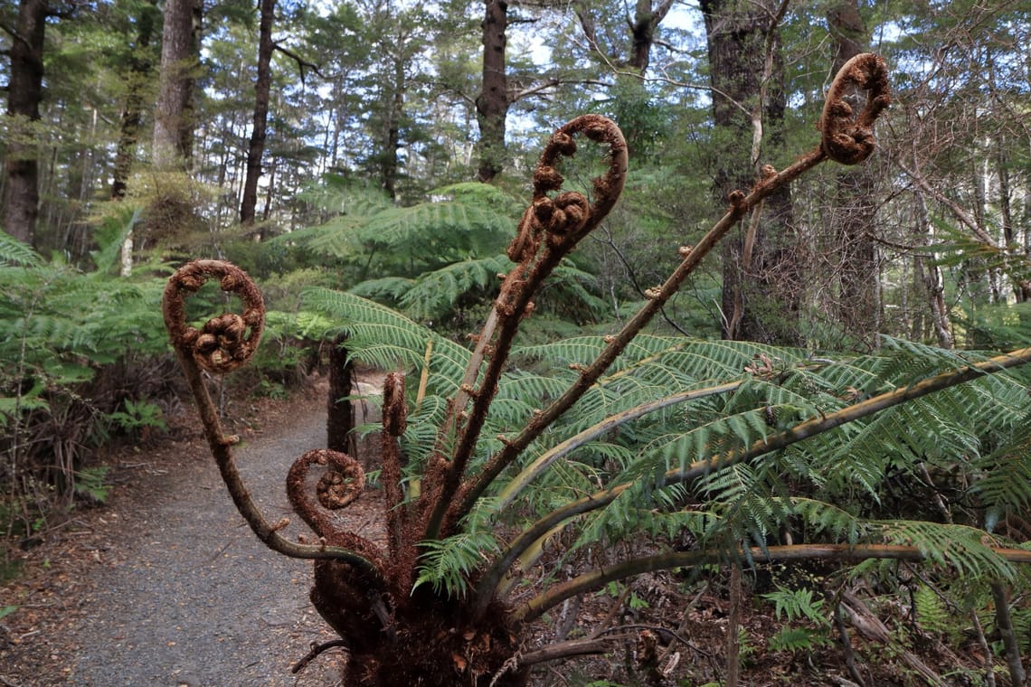 Koru