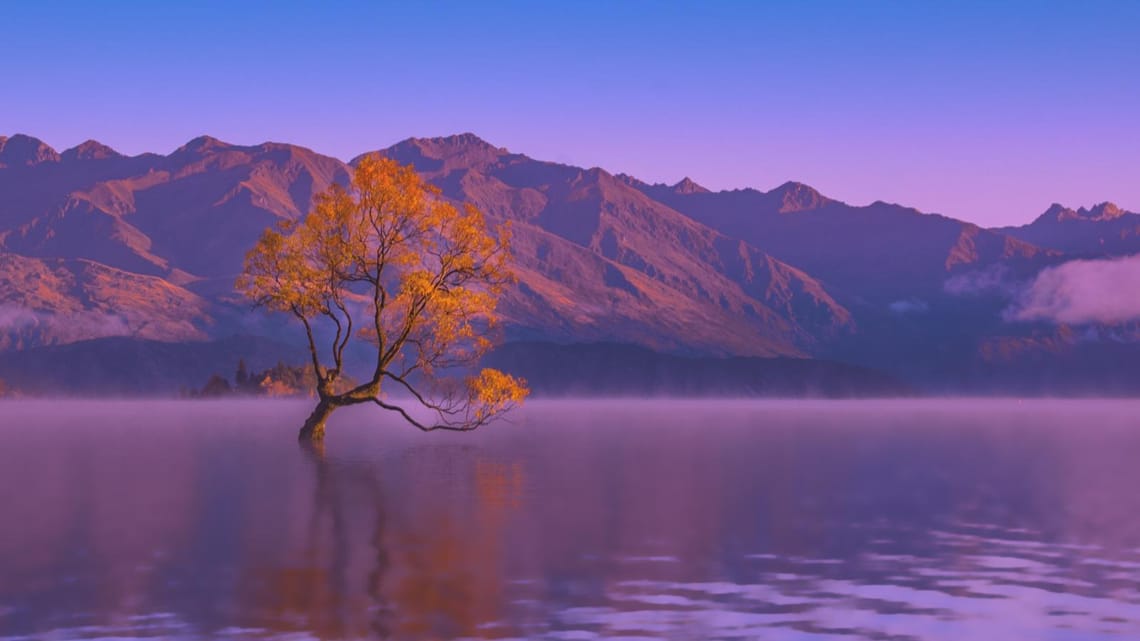 That Wanaka Tree