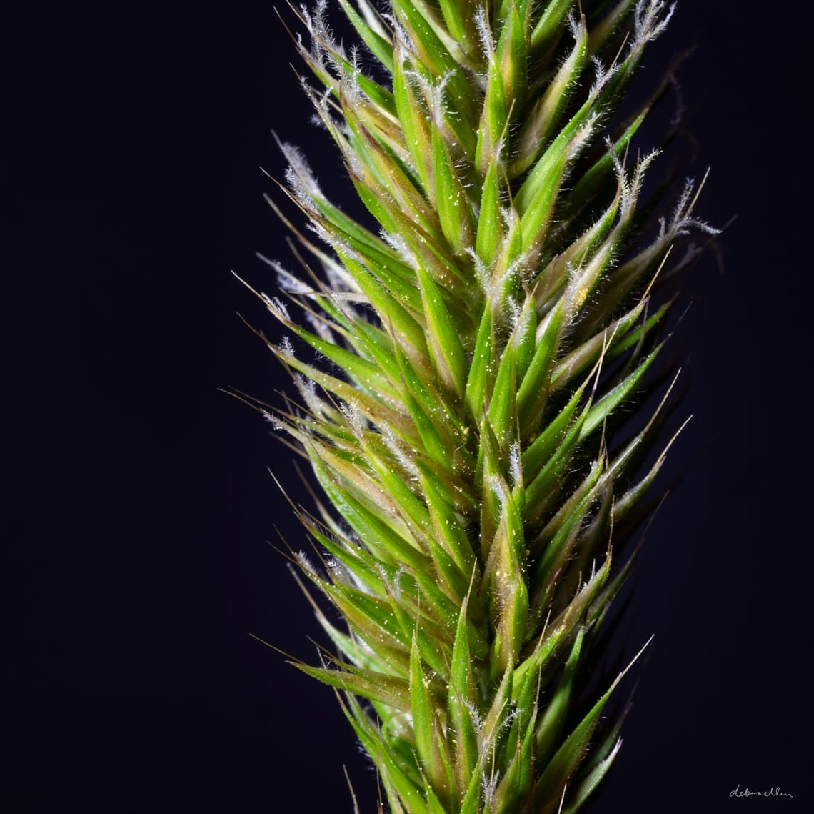 A blade of grass