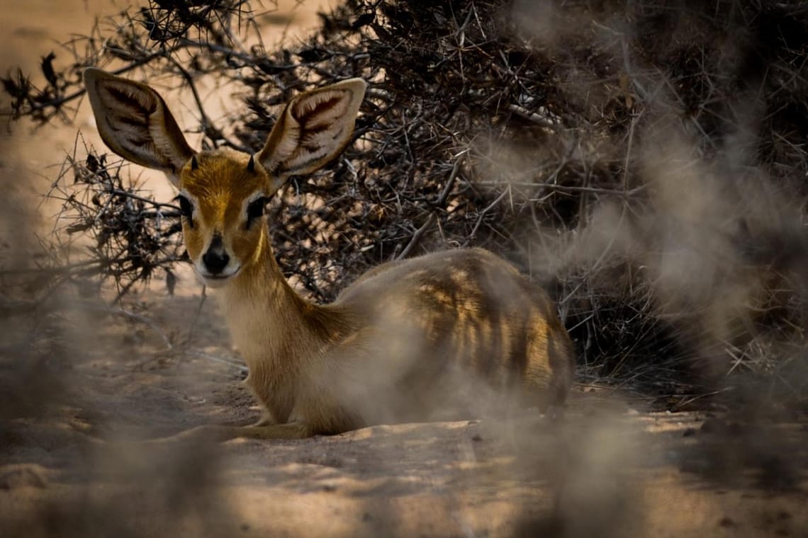 Cute shyness in the bush