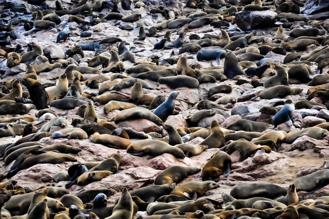 Seals on the Atlantic Ocean Namibian coast - 2