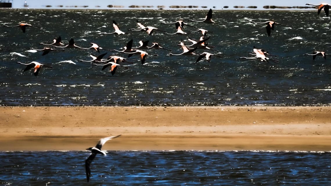 Flamingos flying over land and water