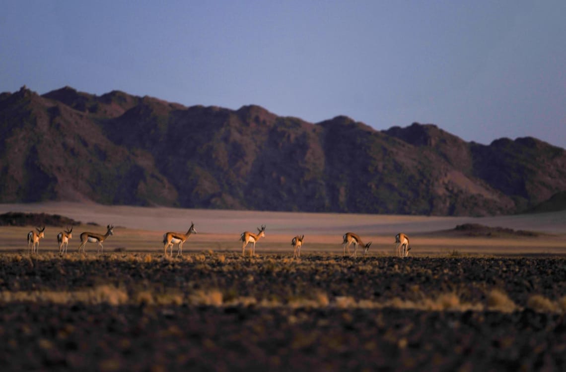 Gazelles grazing at dawn