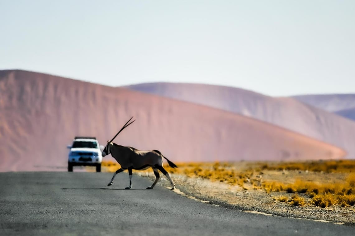 The Oryx and the SUV