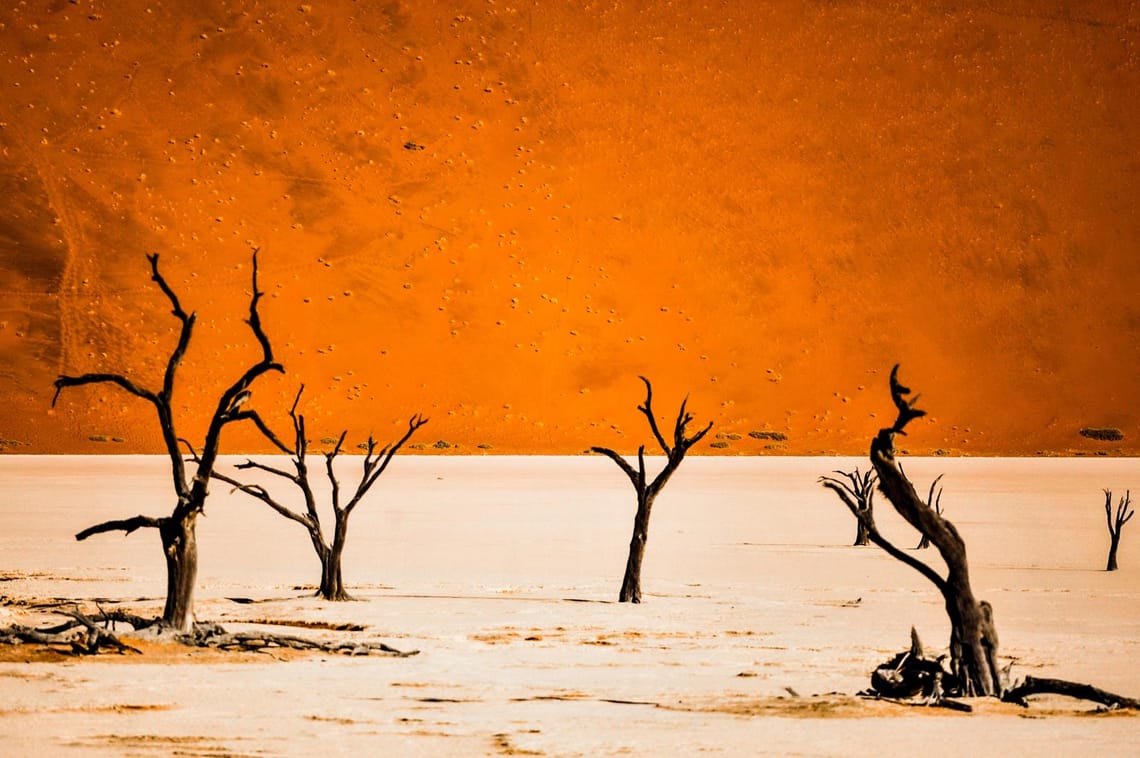 Sossusvlei, the dry trees