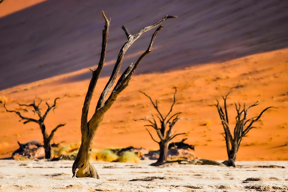 Sossusveli dry trees