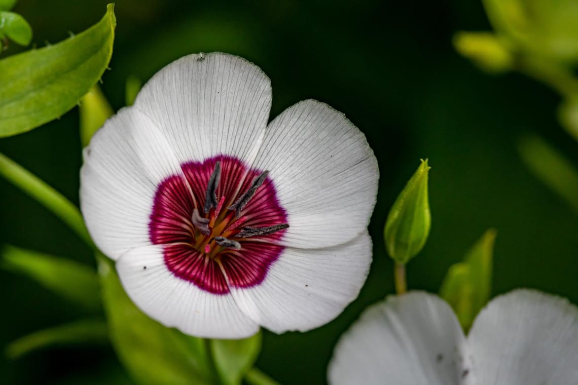 RedBeaniephotography Garden 05 Oct 21-8339