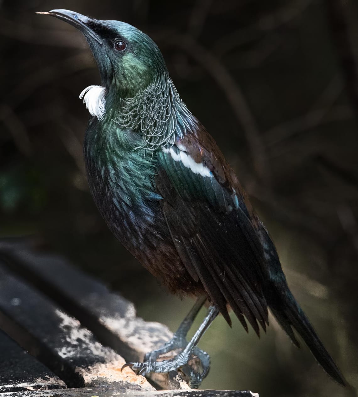 Tui