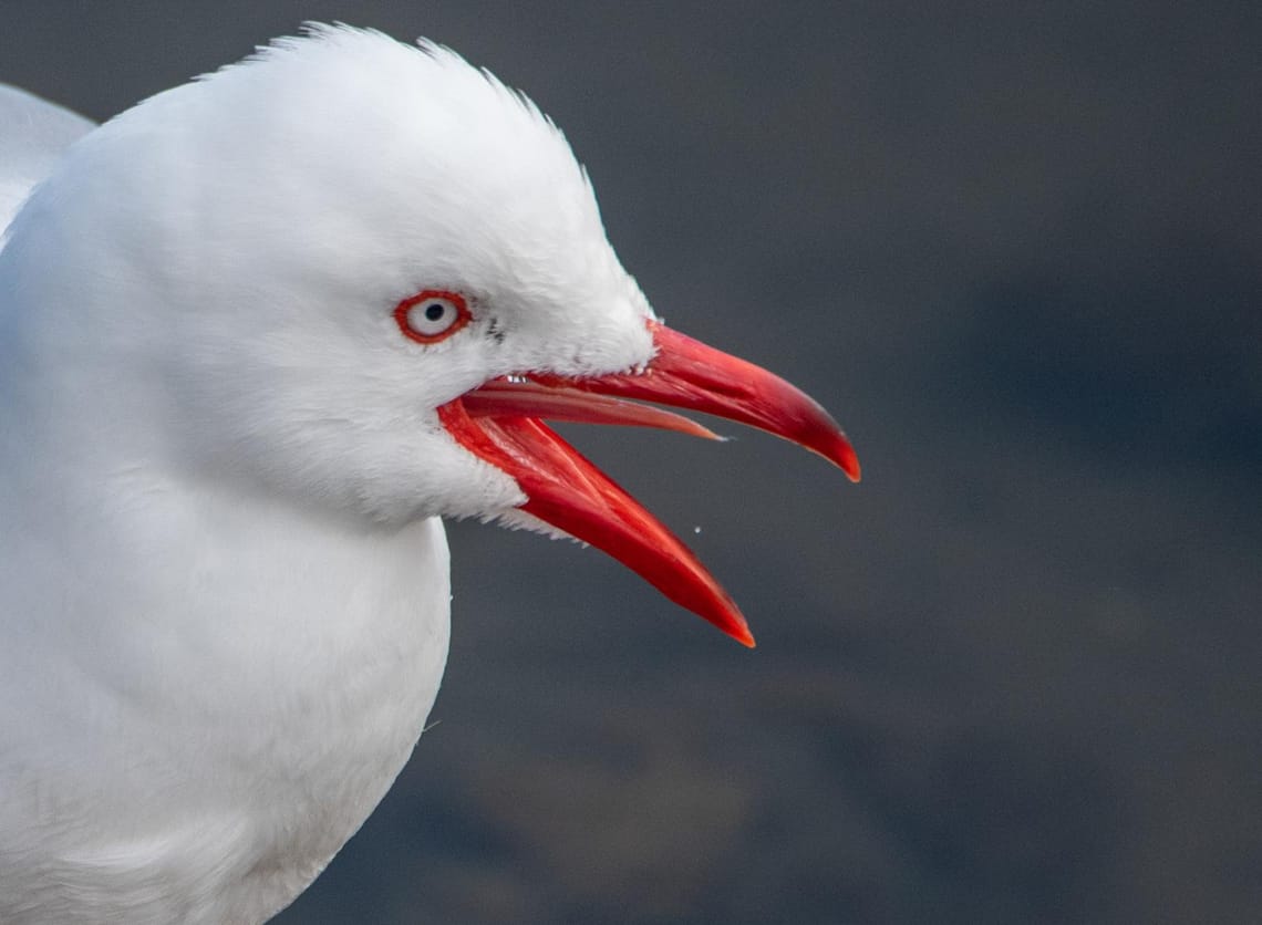 Red billed gull