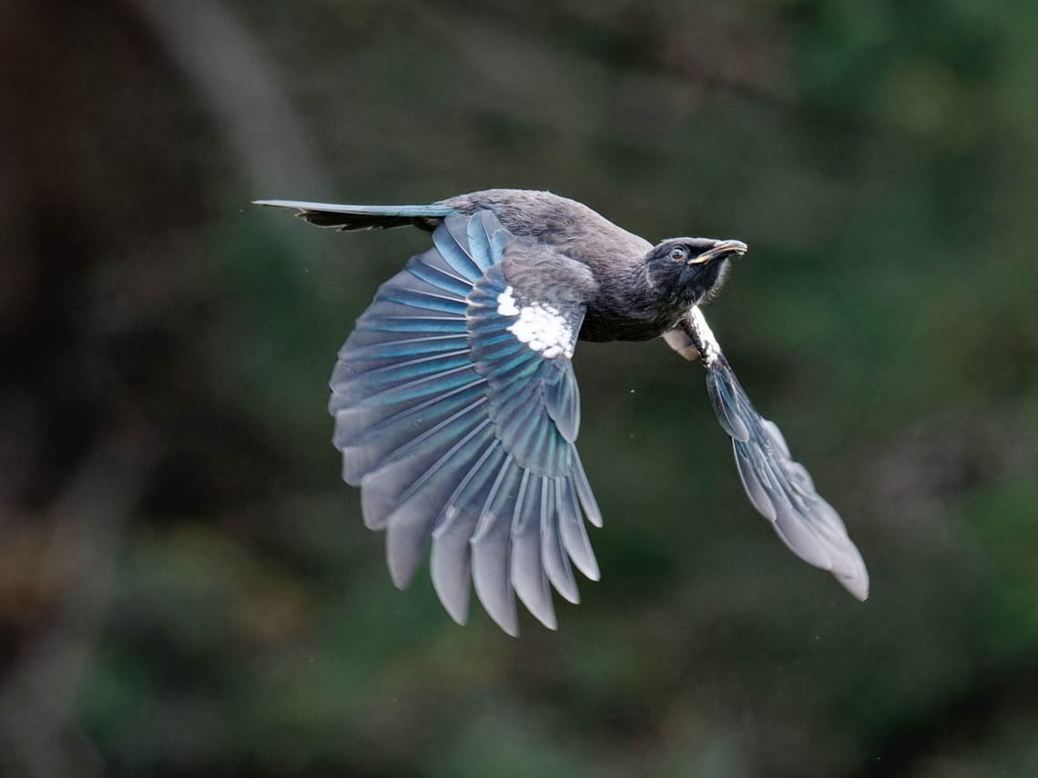 Young Tūī in flight