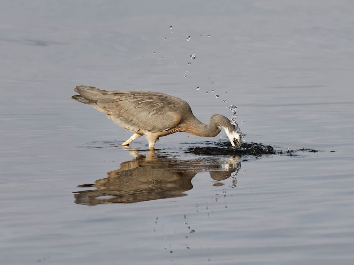 White faced heron