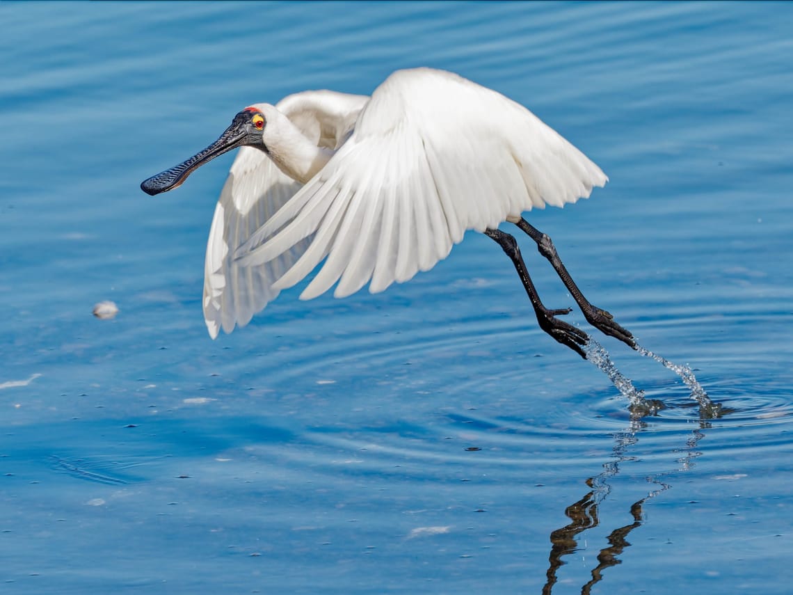 Royal Spoonbill