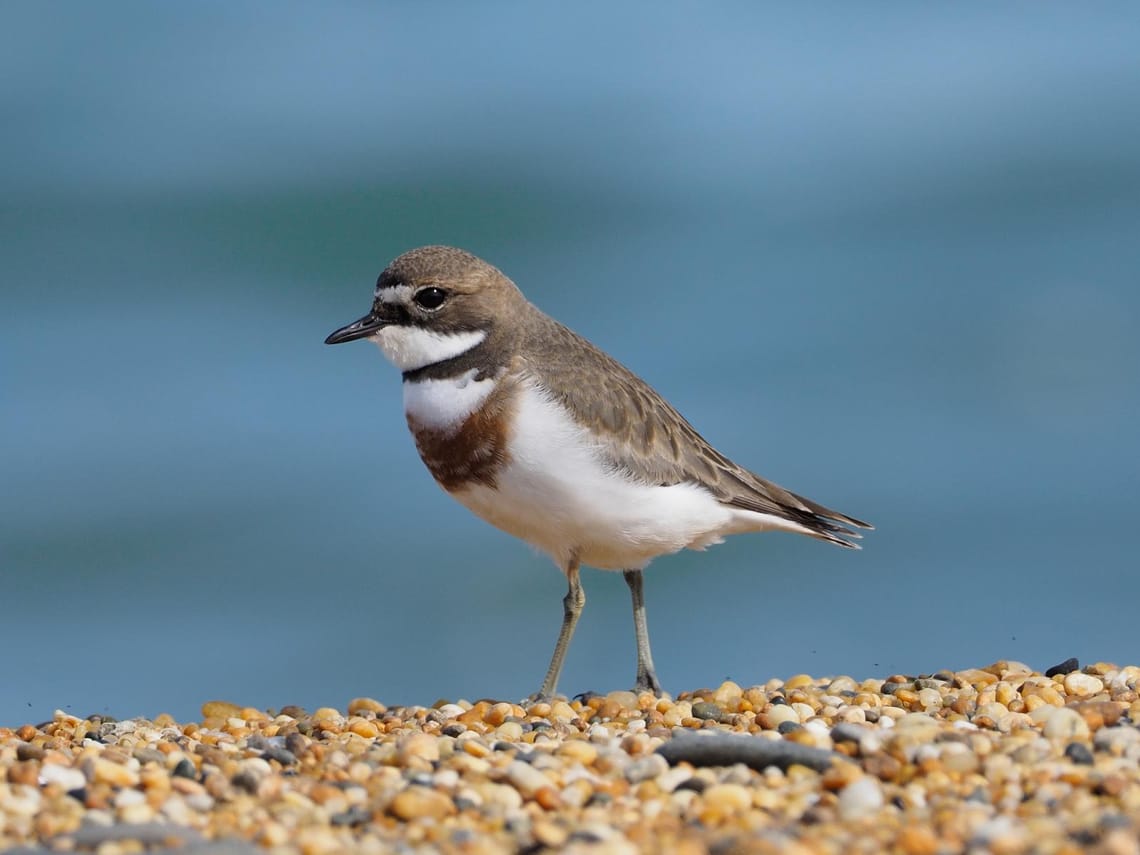 Banded Dotterel