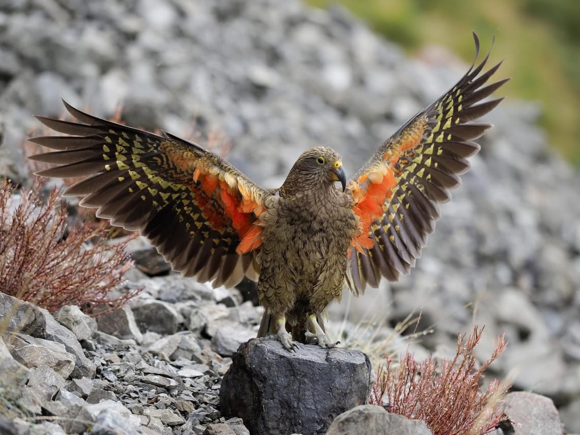 Kea Landing