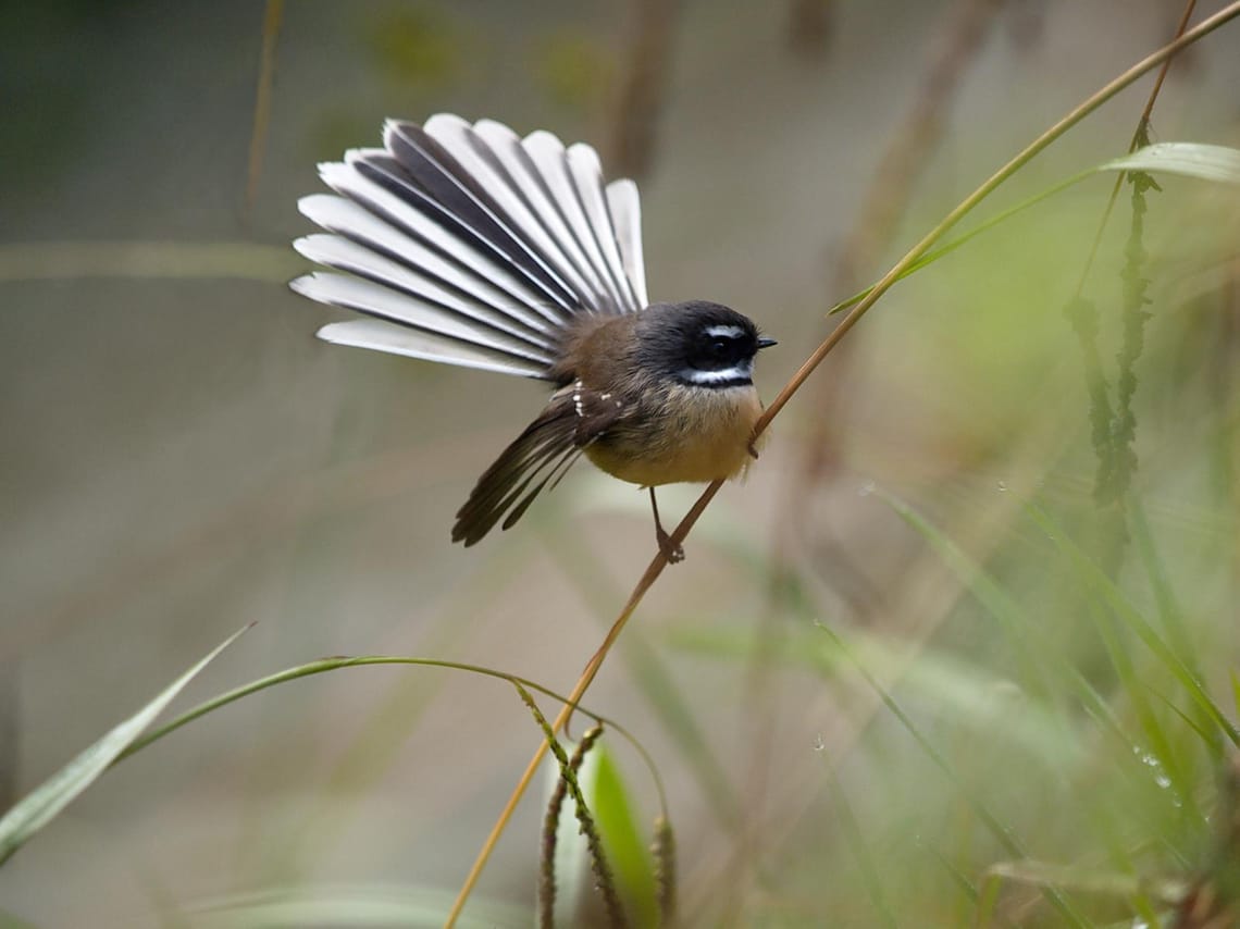 Fantail with Tail Out (Piwakawaka)