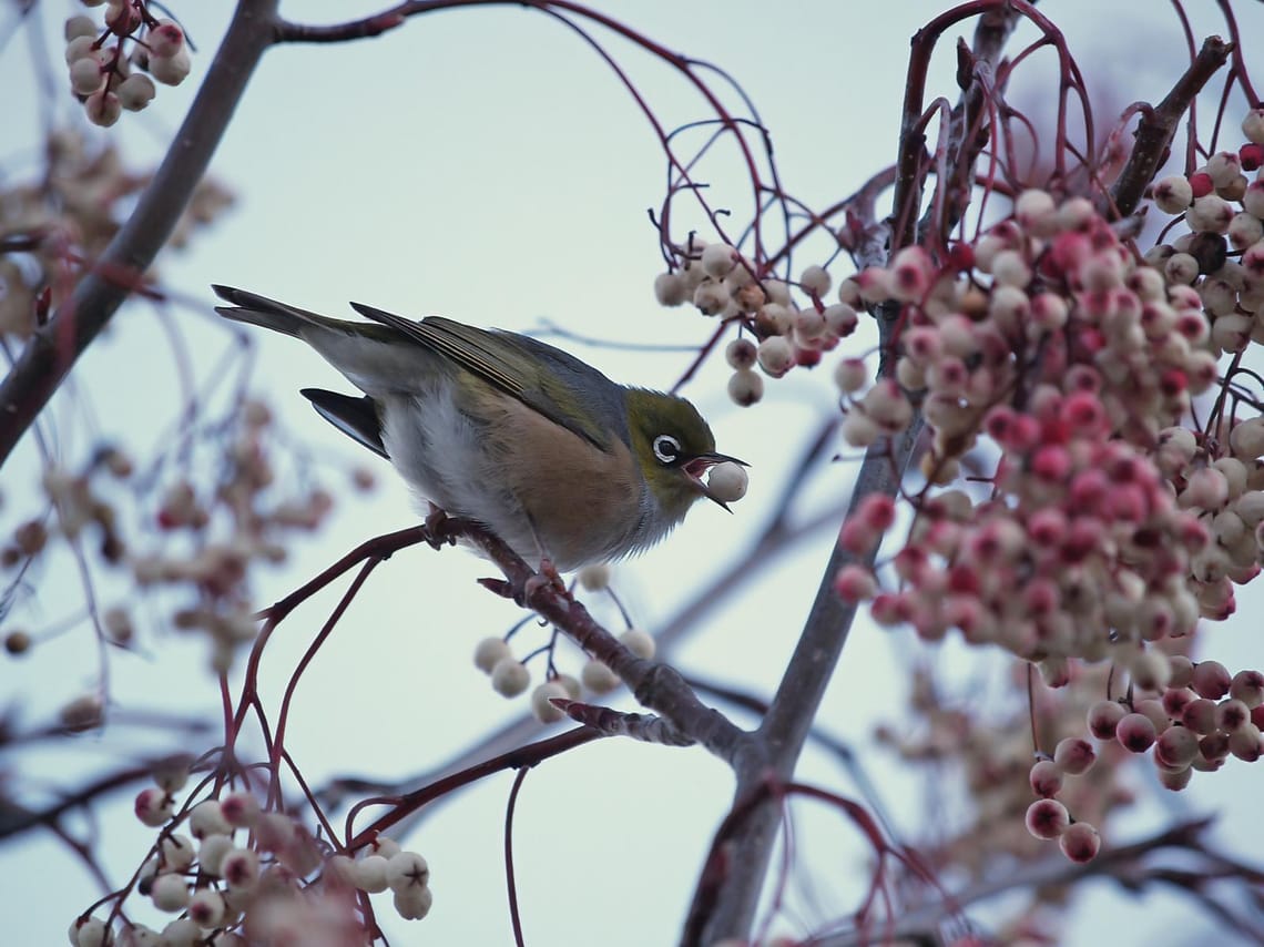 Waxeye (Tauhou) on Berries