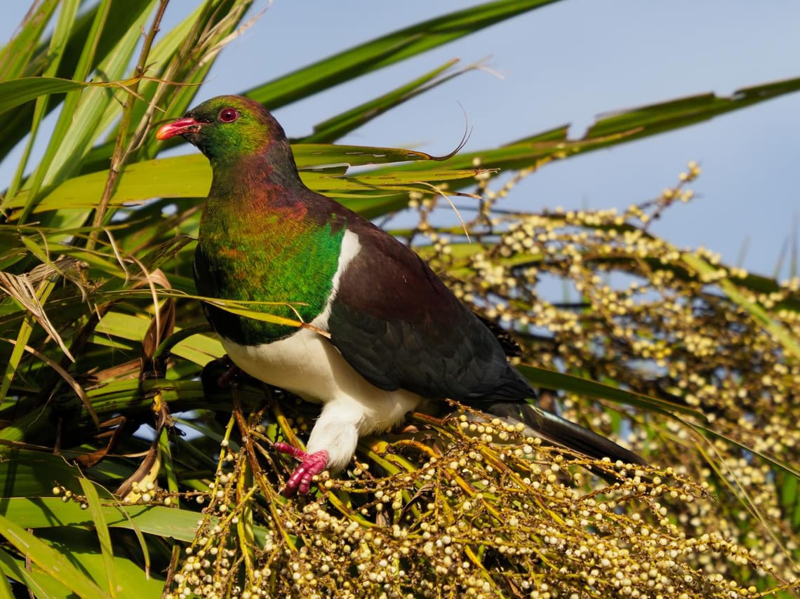 Kereru Feeding on Cabbage Tree Berries