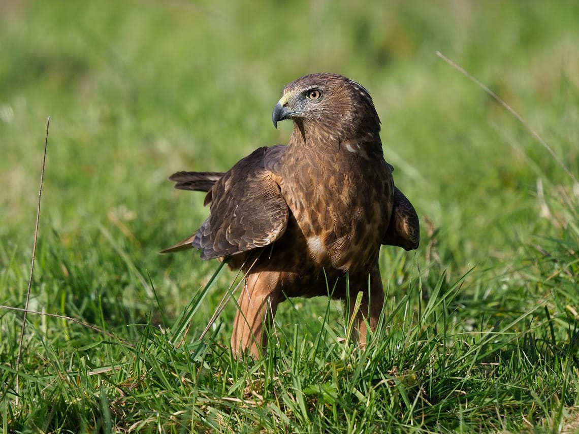 Kahu - Swamp Harrier