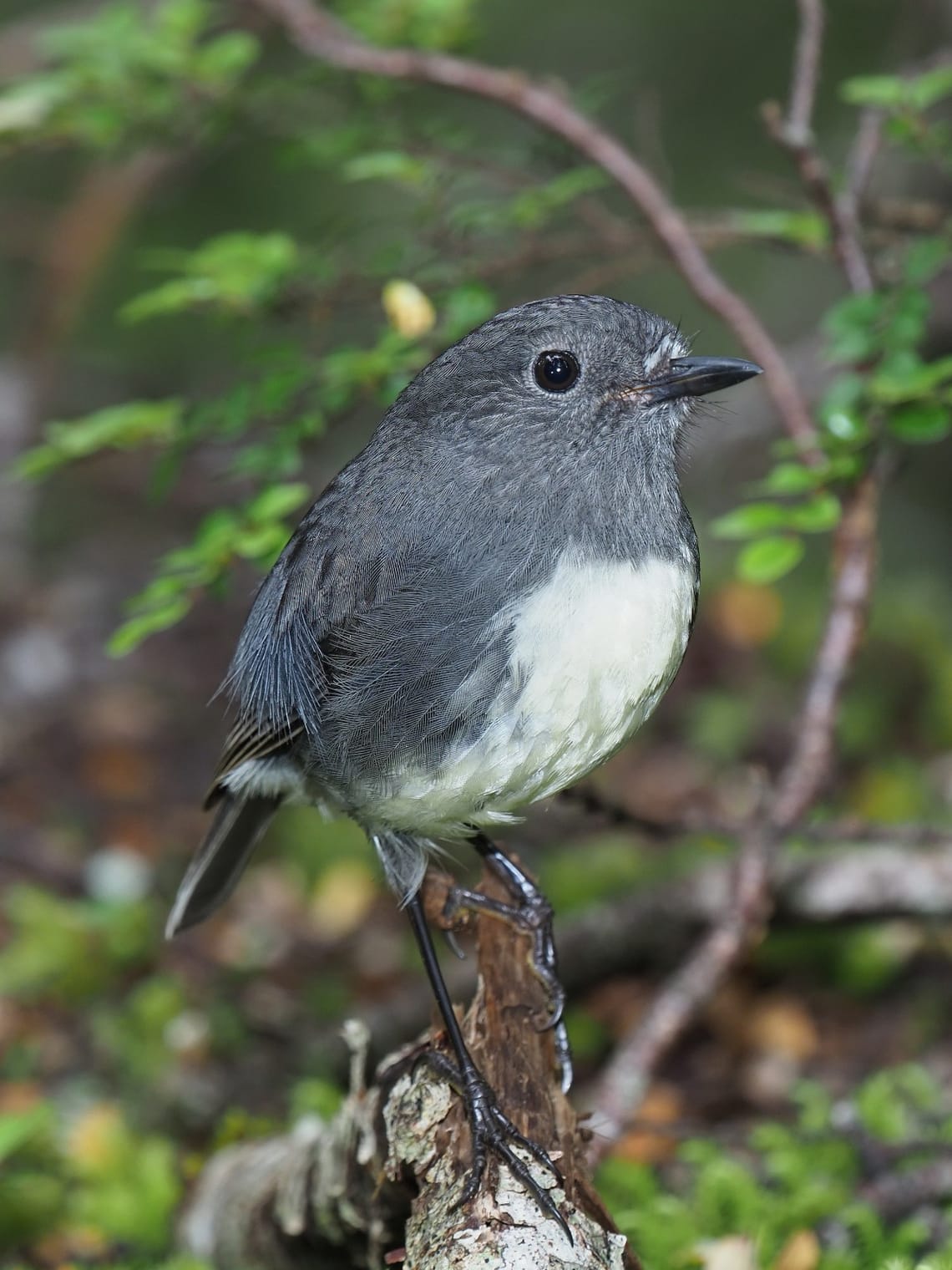 South Island Robin (Toutouwai)