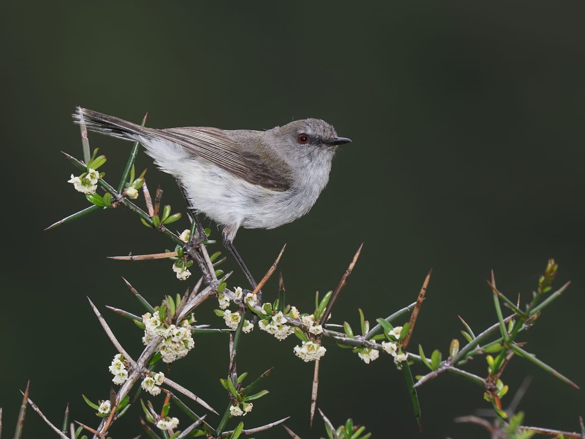 Grey Warbler (Riroriro) on Matagouri Bush