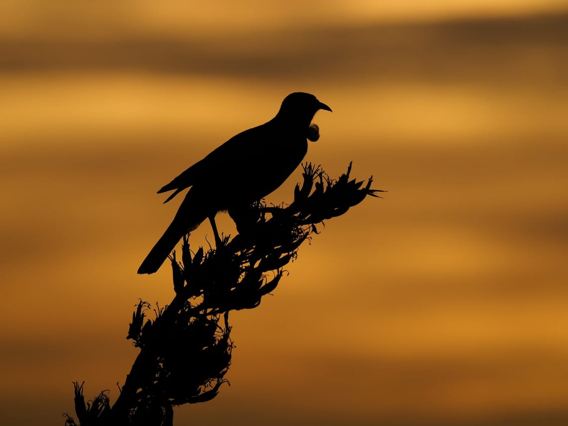 Tui on Harakeke at Sunset