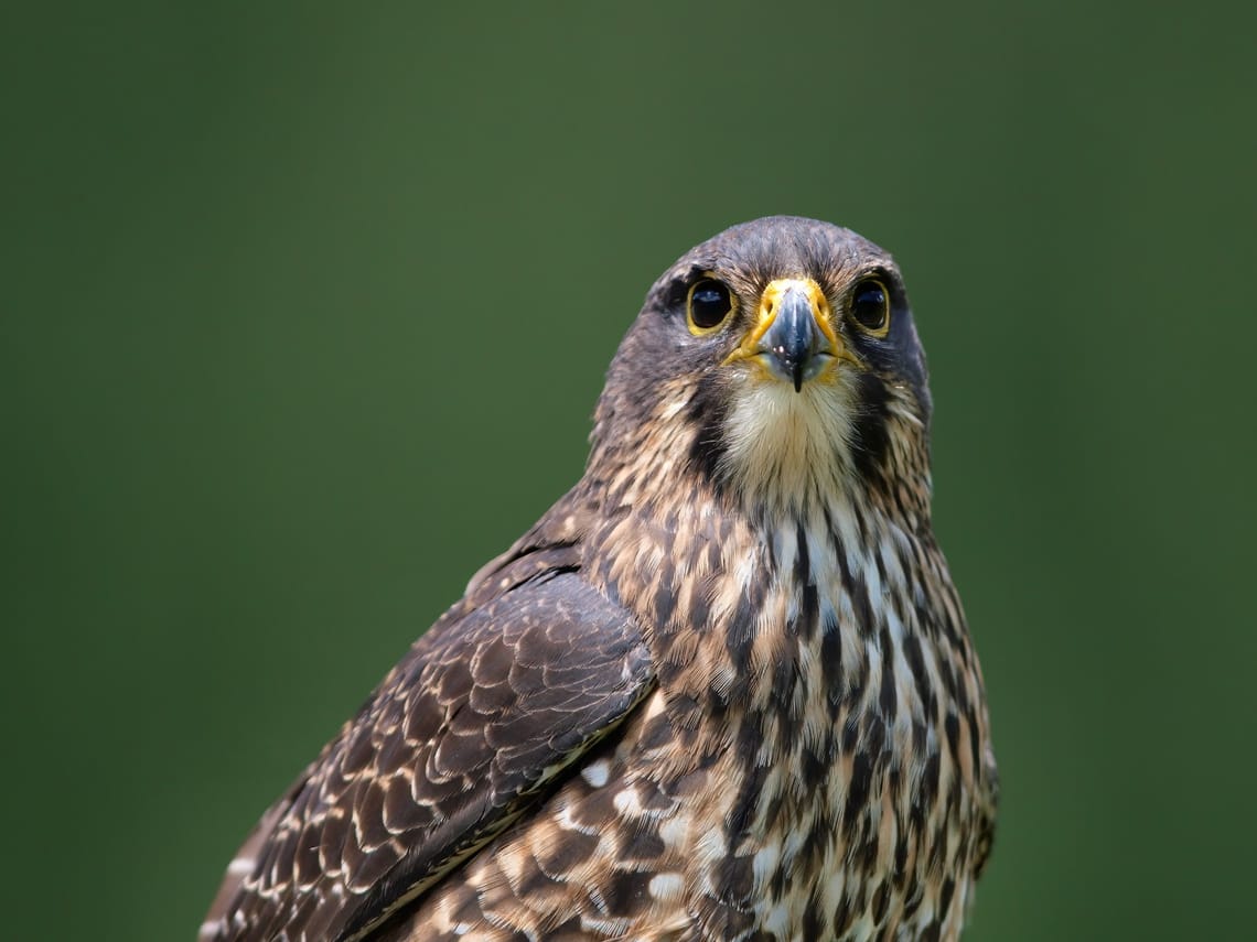 Portrait of a New Zealand Falcon (Karearea)