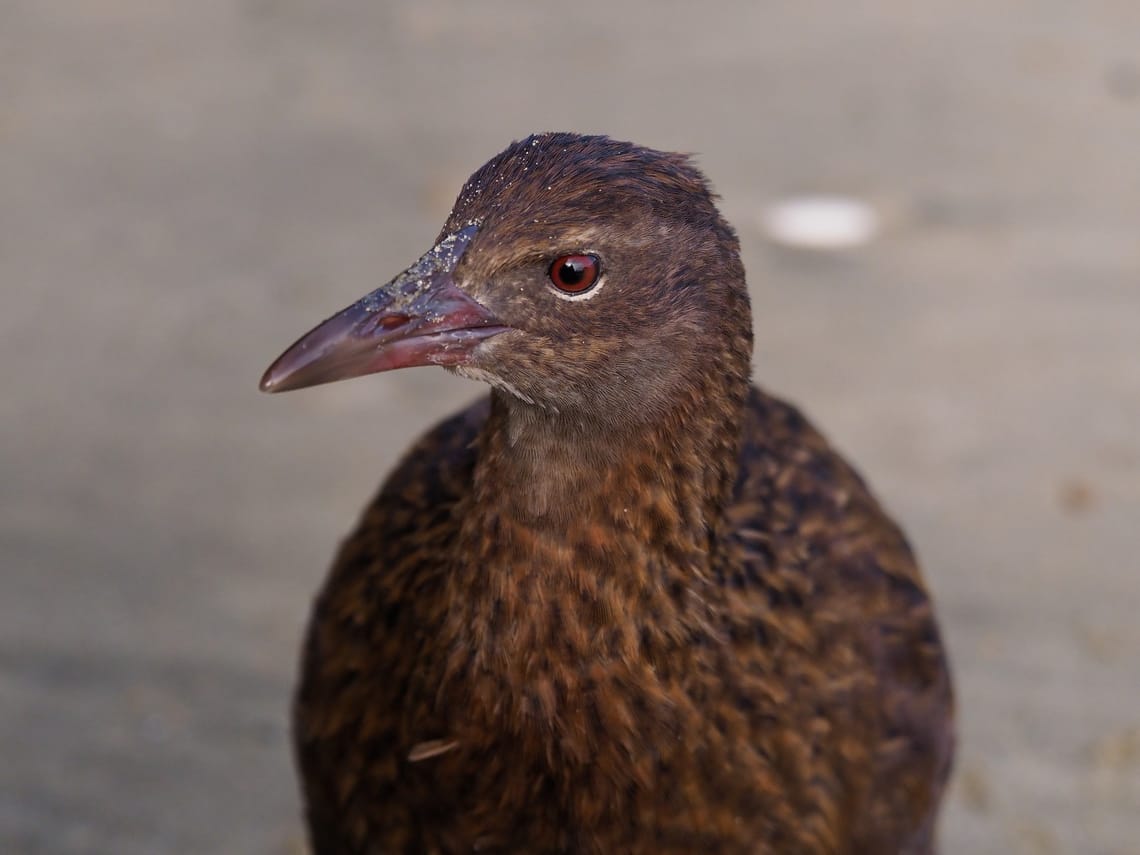 Portrait of a Weka