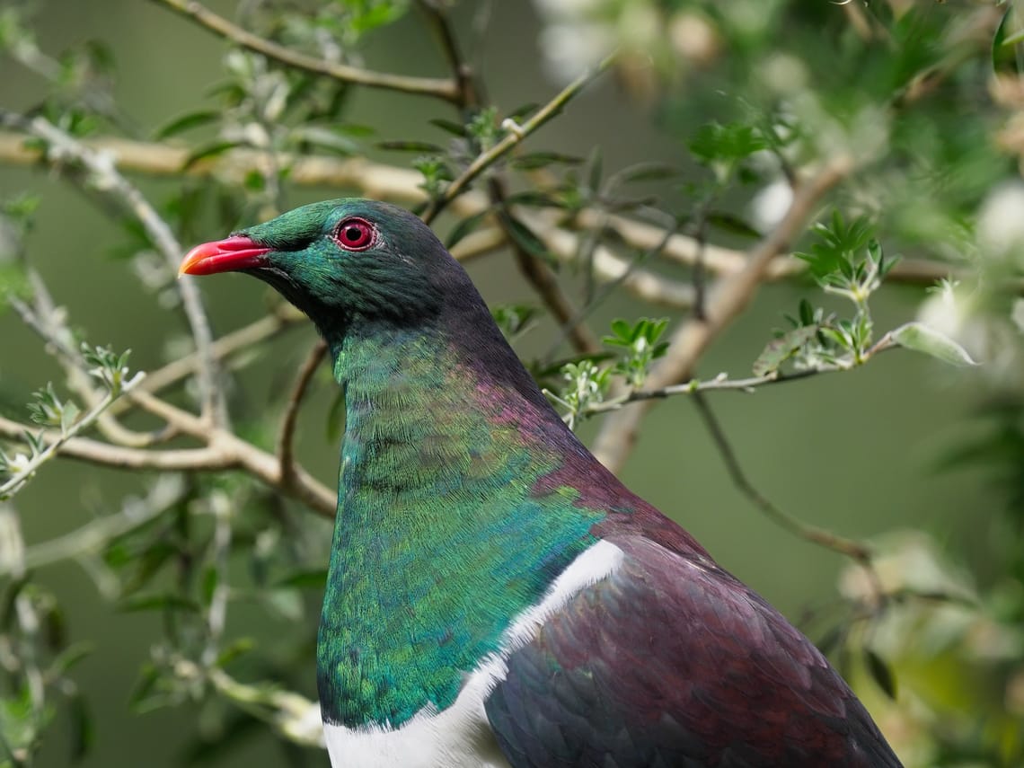 Portrait of a Kereru