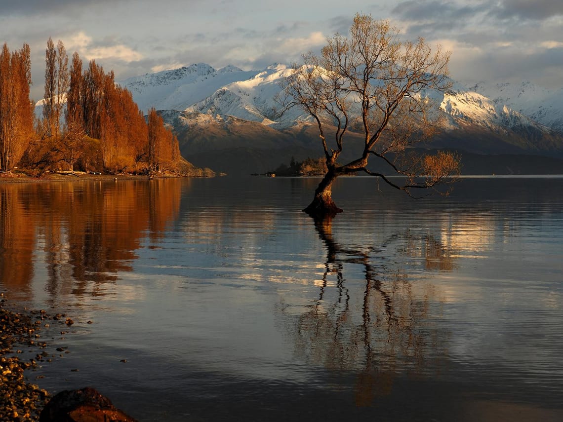 That Wanaka Tree