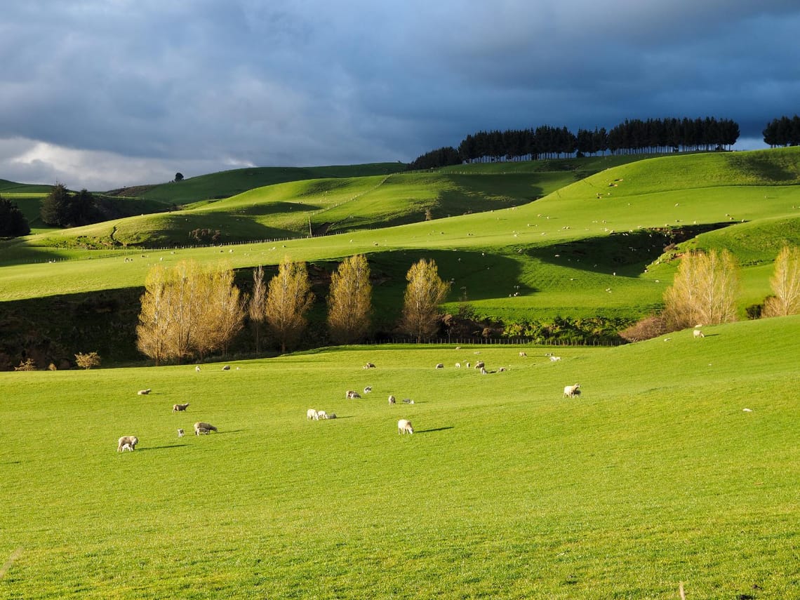 Sheep and Lambs Peacefully Grazing